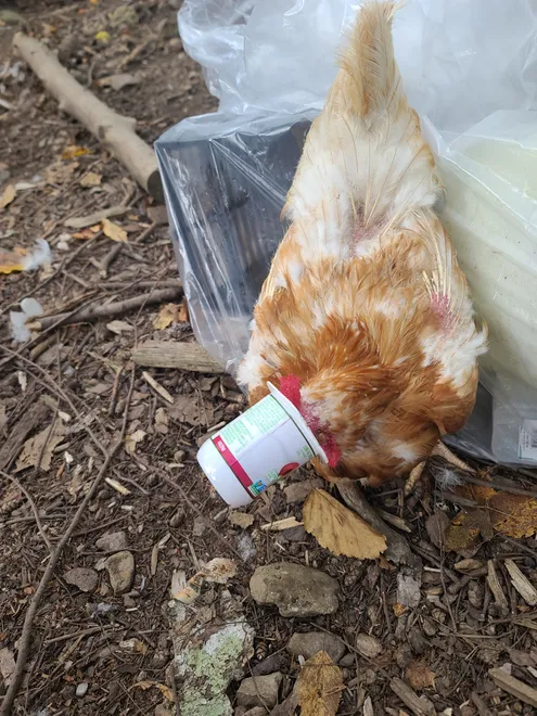 Chicken Found Plastic