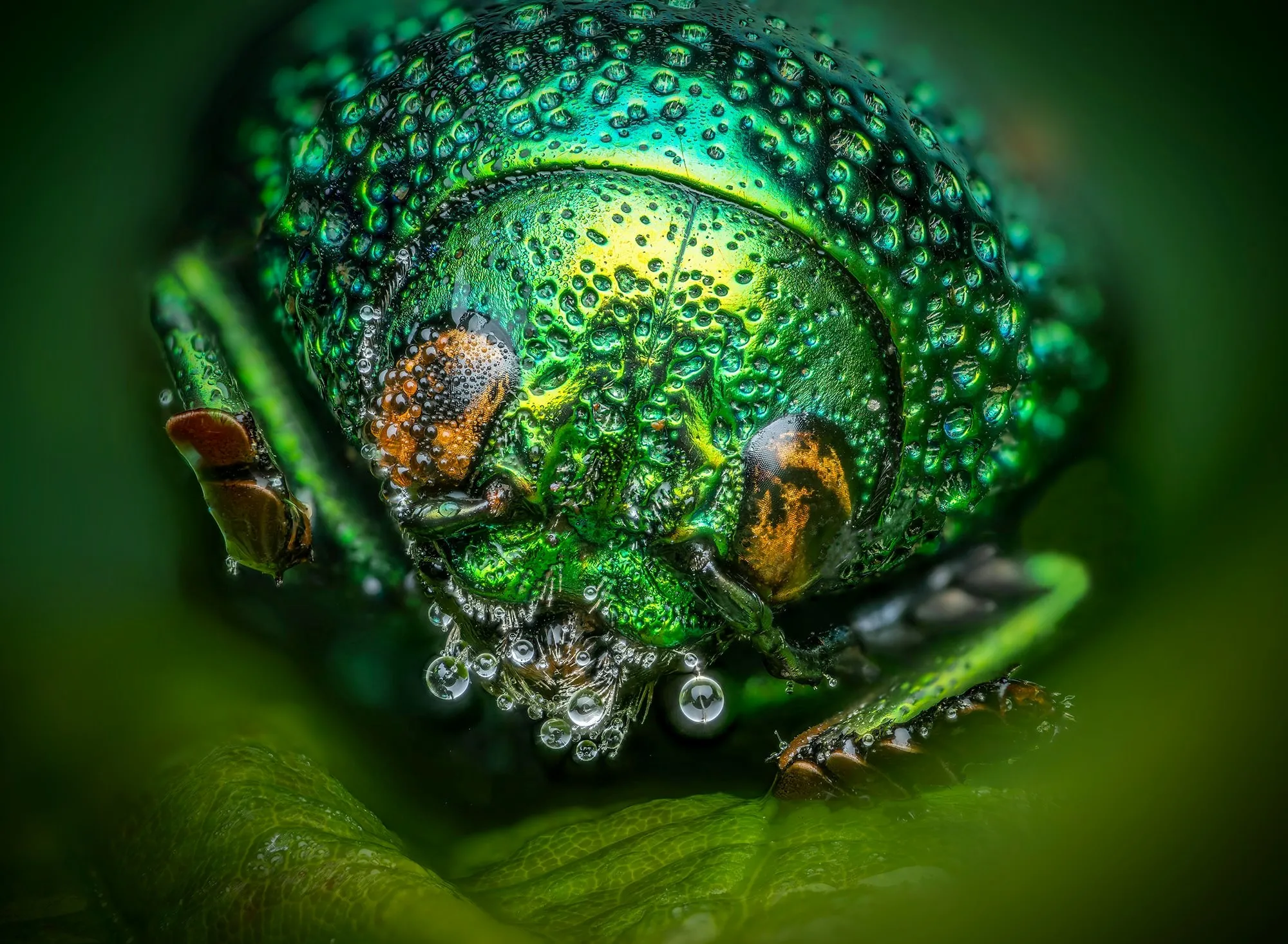 Green Beetle