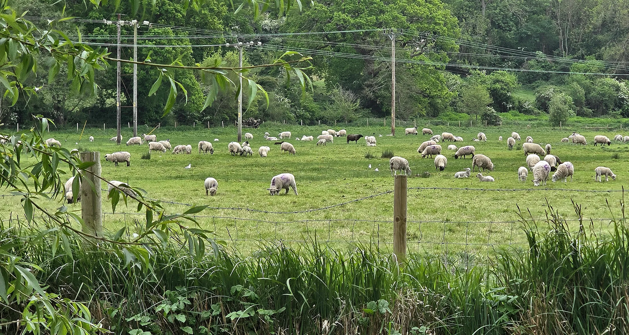 A Shower of Sheep