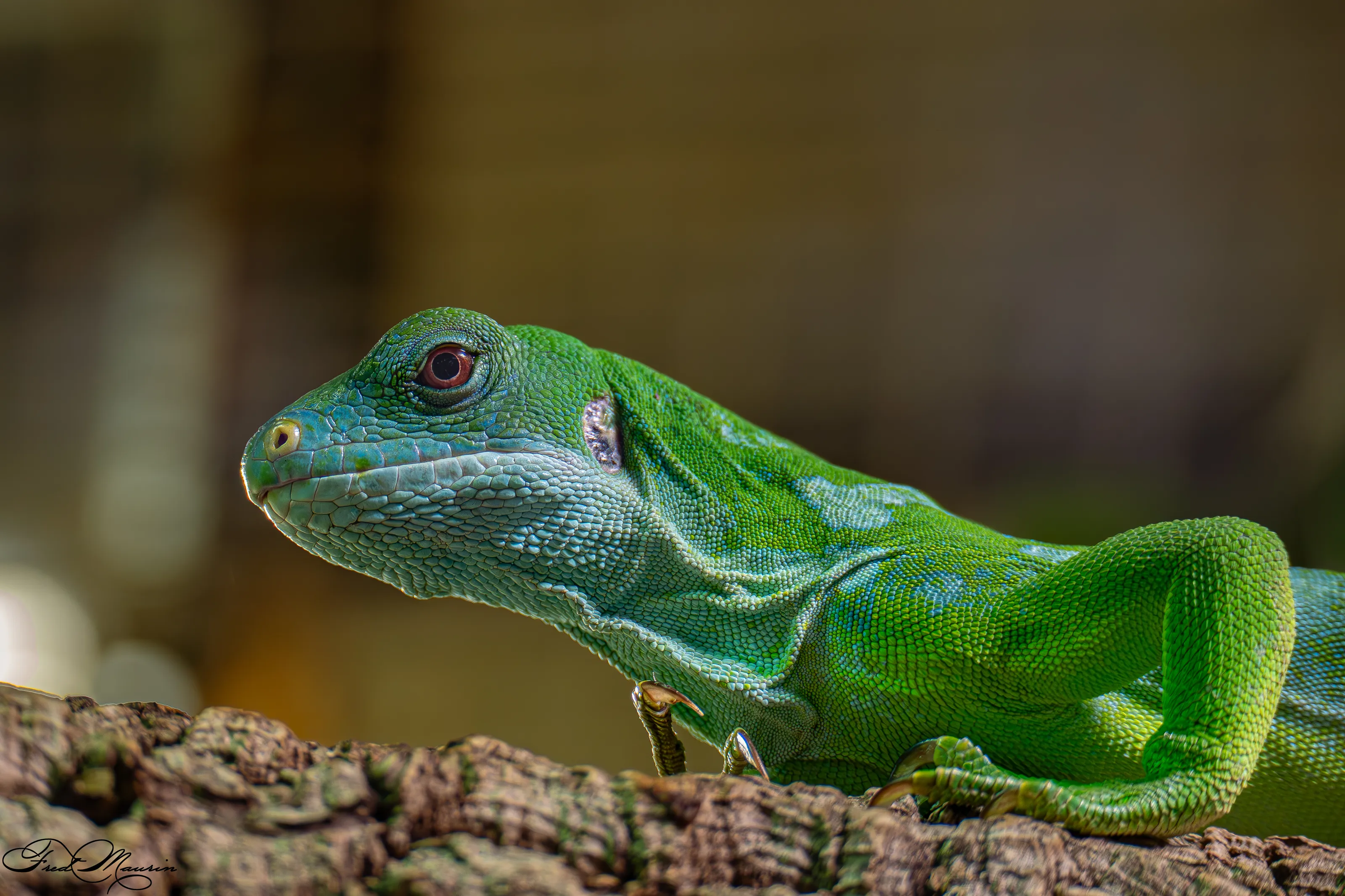 FIJI IGUANA