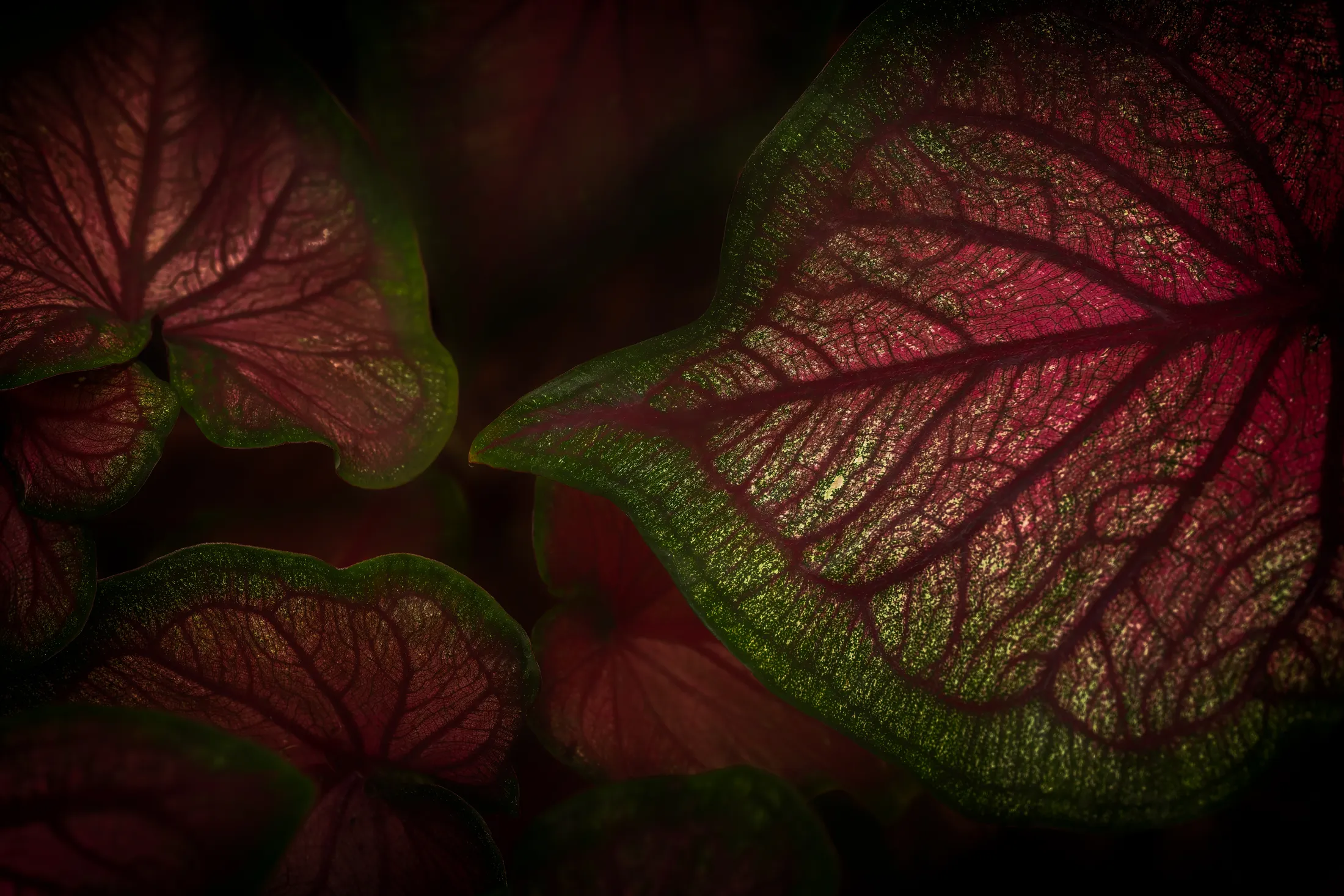 Caladium