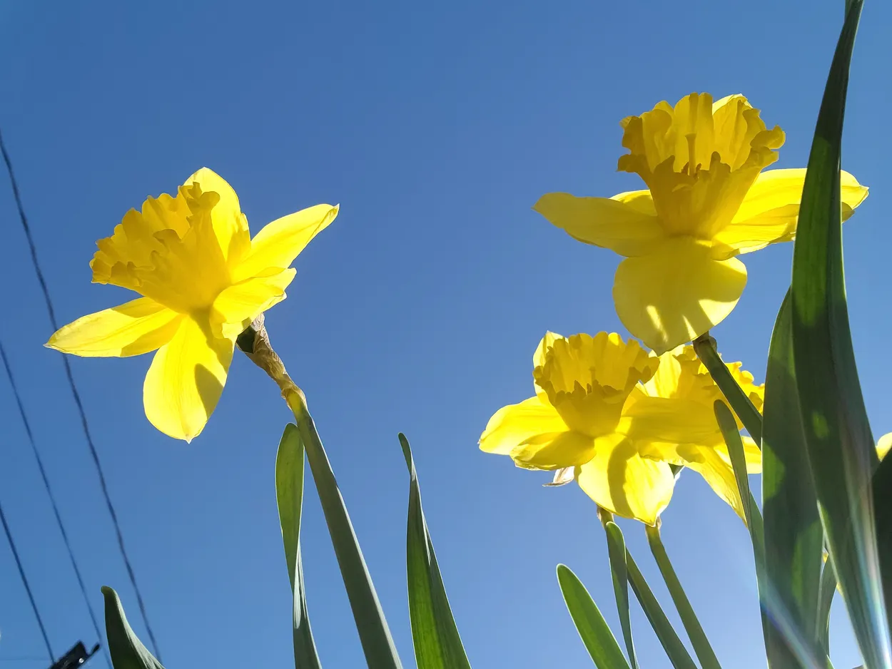 Blue Sky Daffodils