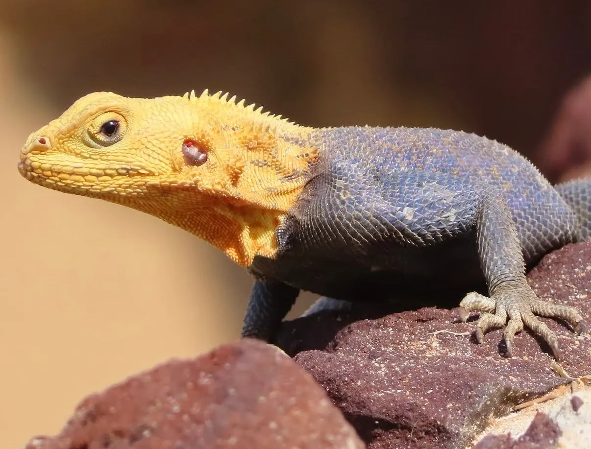 Reptiles
