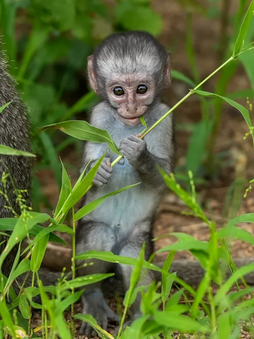 Monkey Eating Leaves