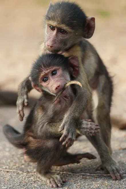 Monkeys Playing On The Street