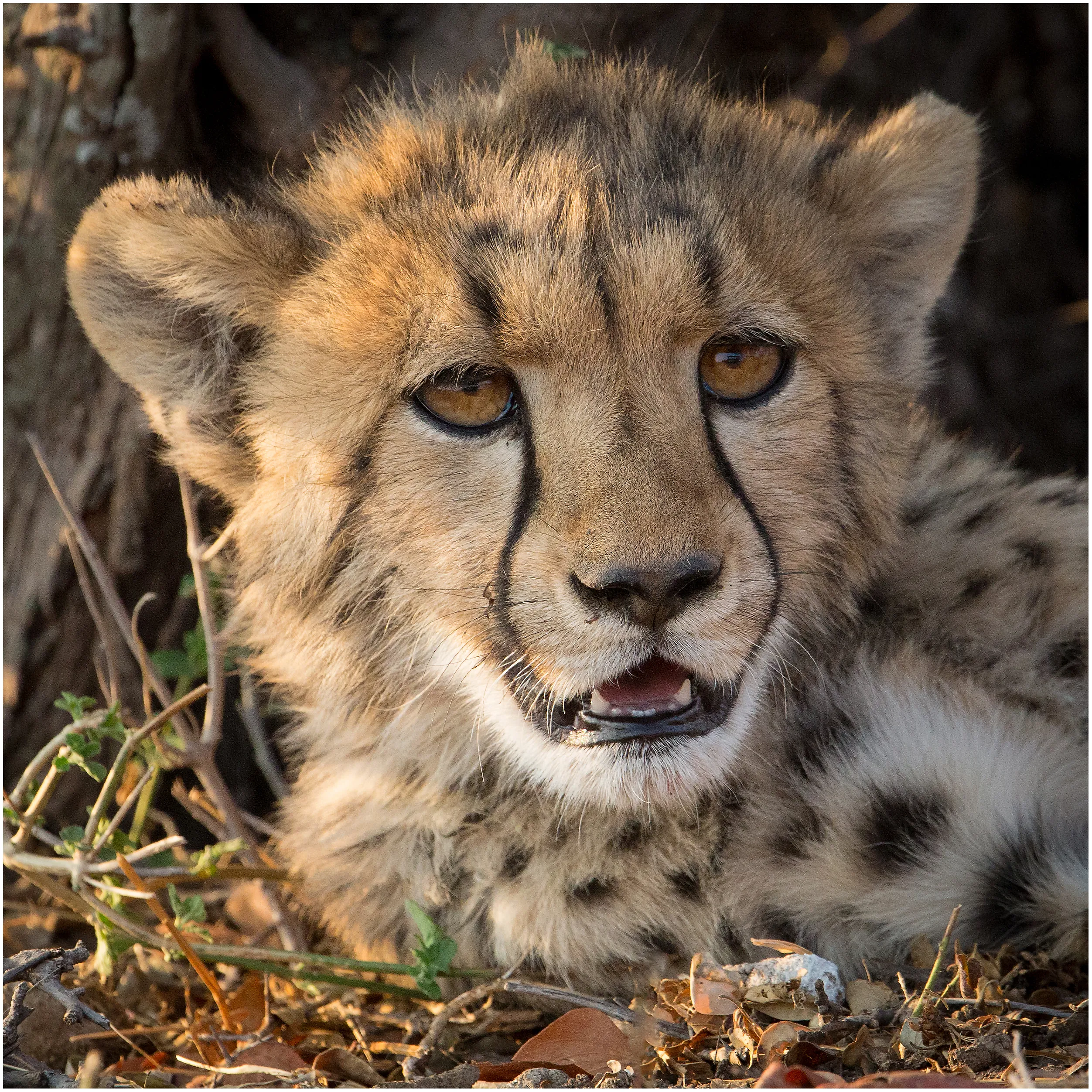 Cheetah Cub