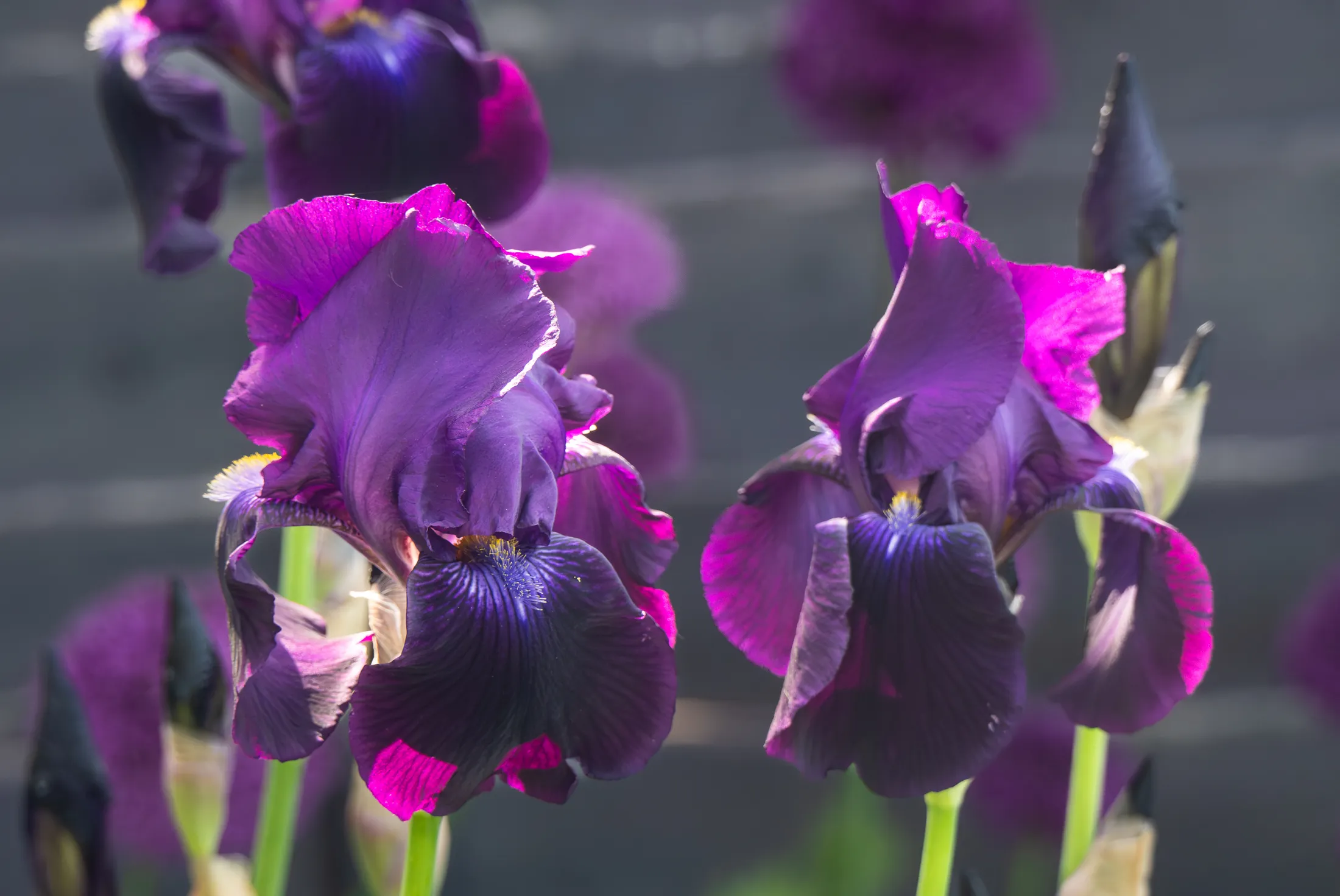 Irises side by side