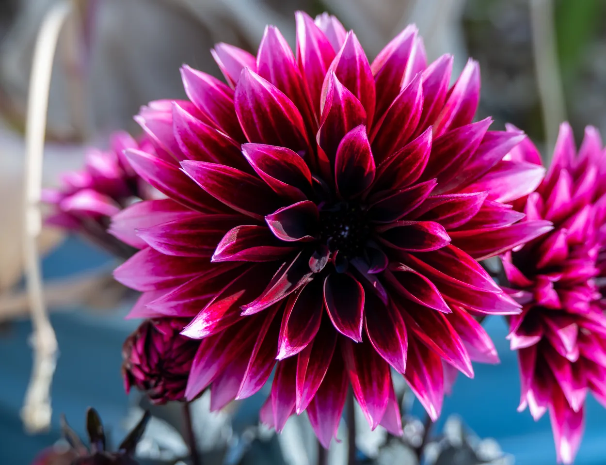 Blooming Dahlia