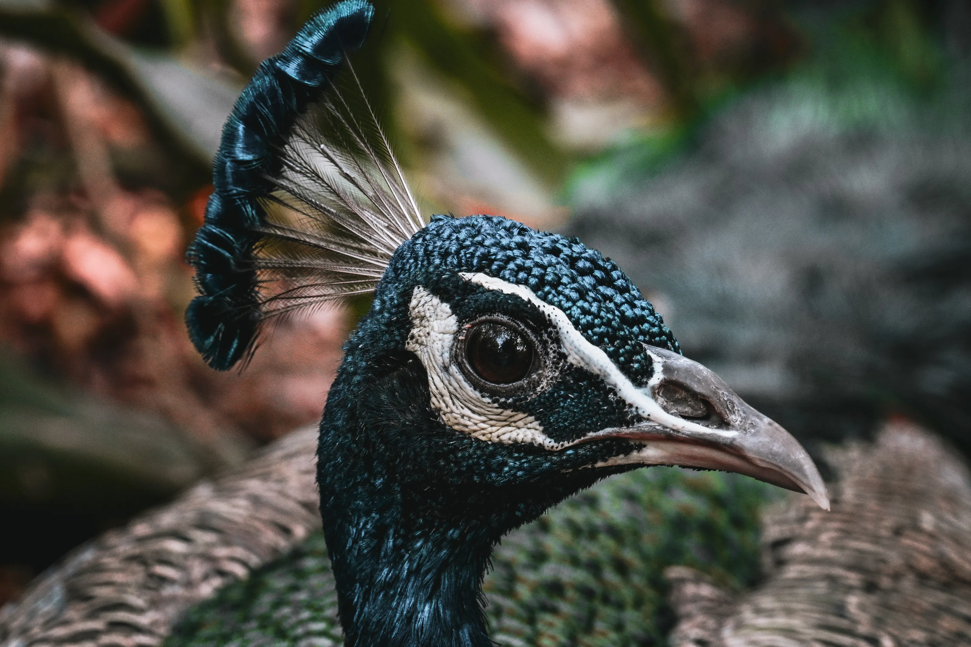 Peacock with a beautiful eye