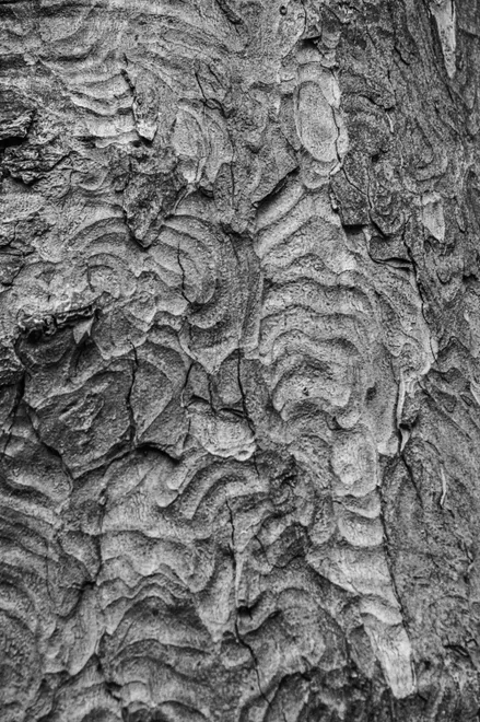 Sycamore bark shedding