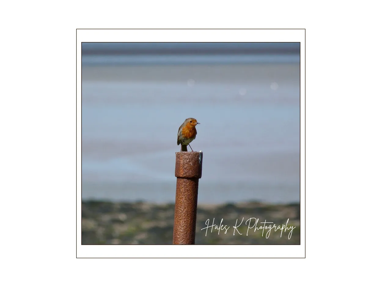 Robin (Erithacus Rubecula)
