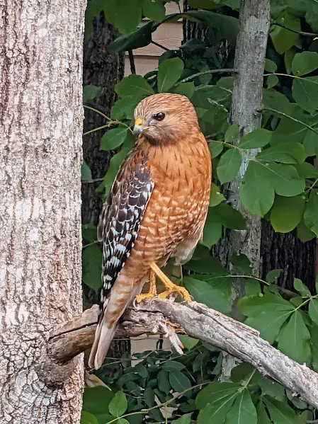 Red-shouldered Hawk