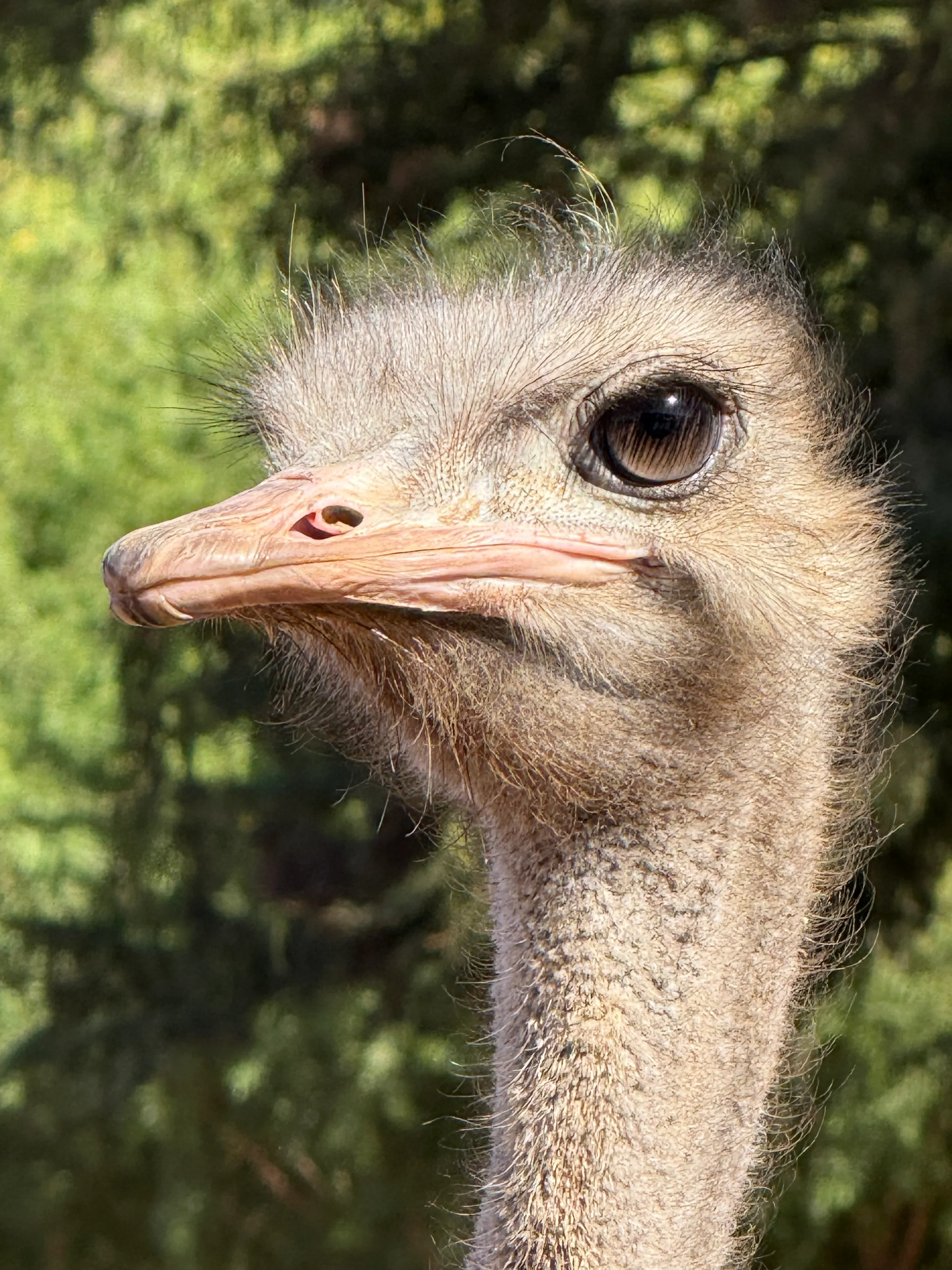 Ostrich intimidation