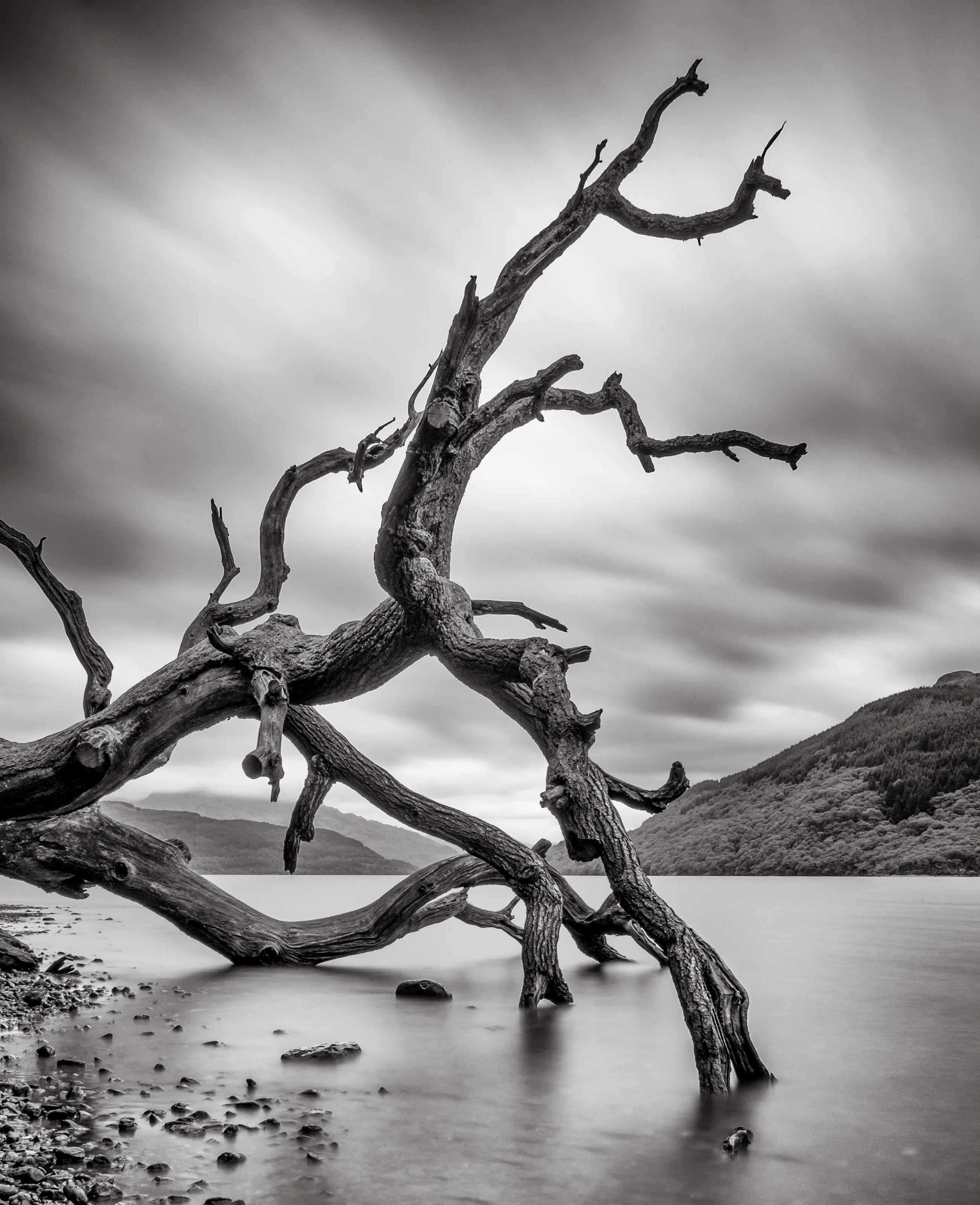 Loch Lomond Tree
