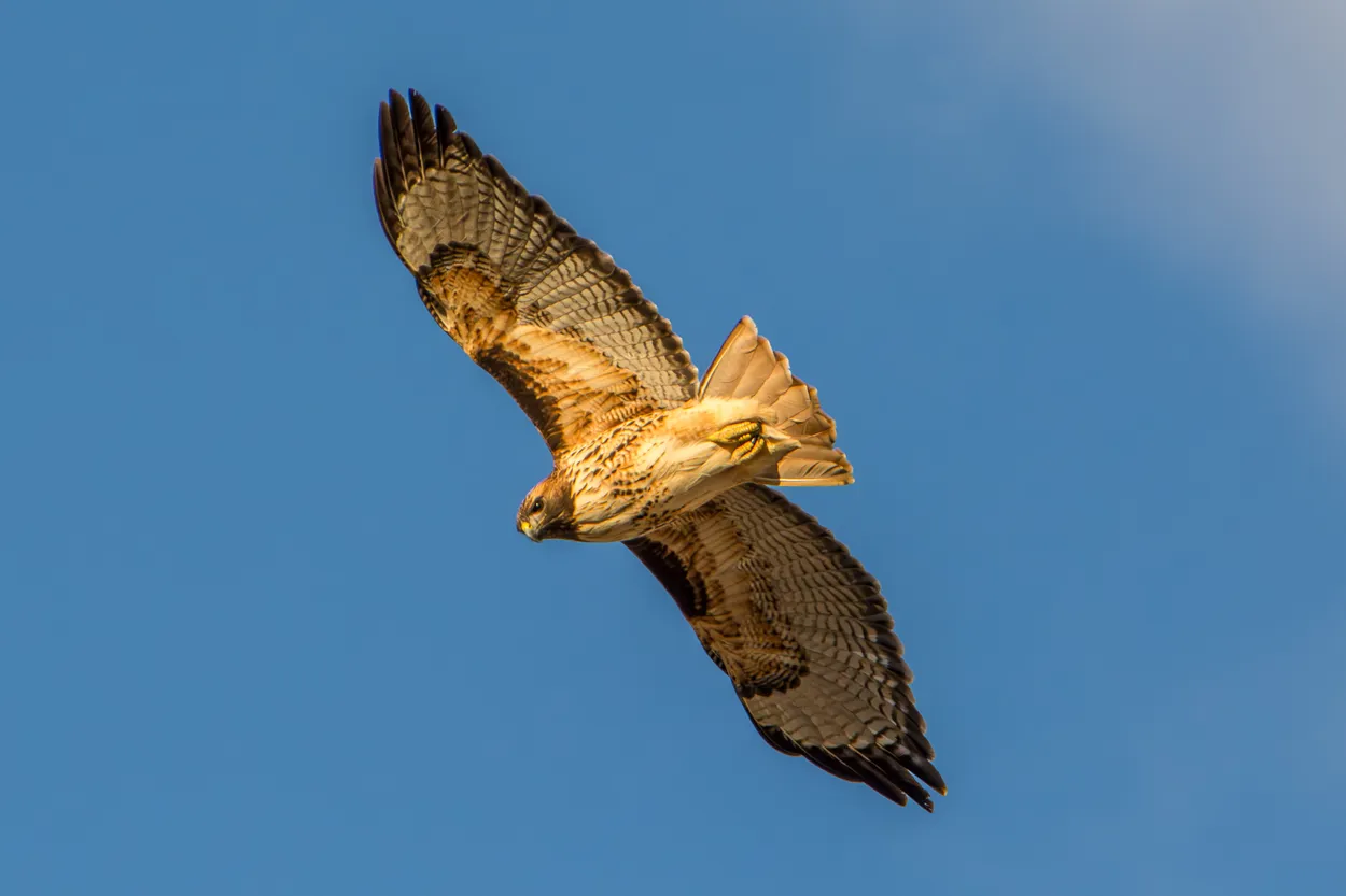 Red Tailed Hawk