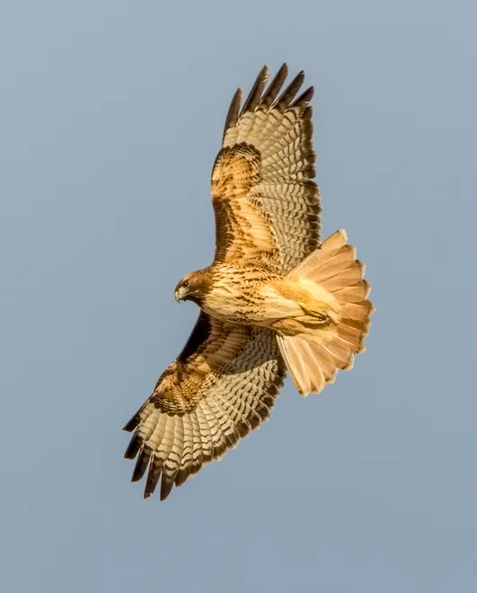 Red Tailed Hawk