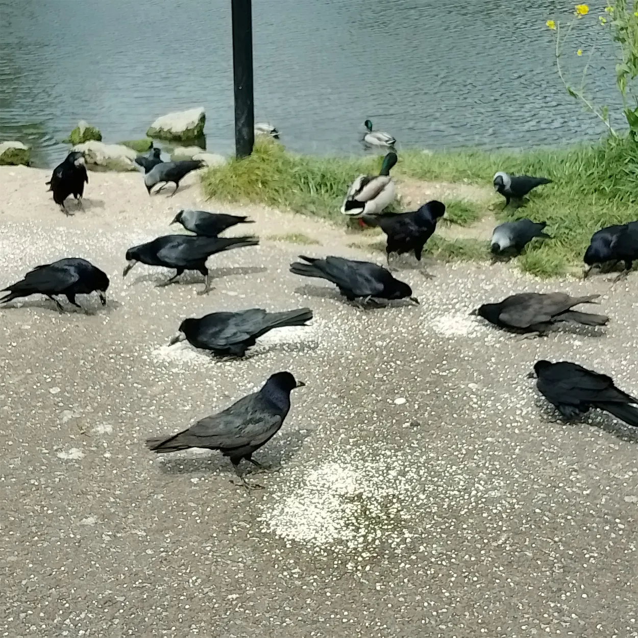 Crowd Feeding