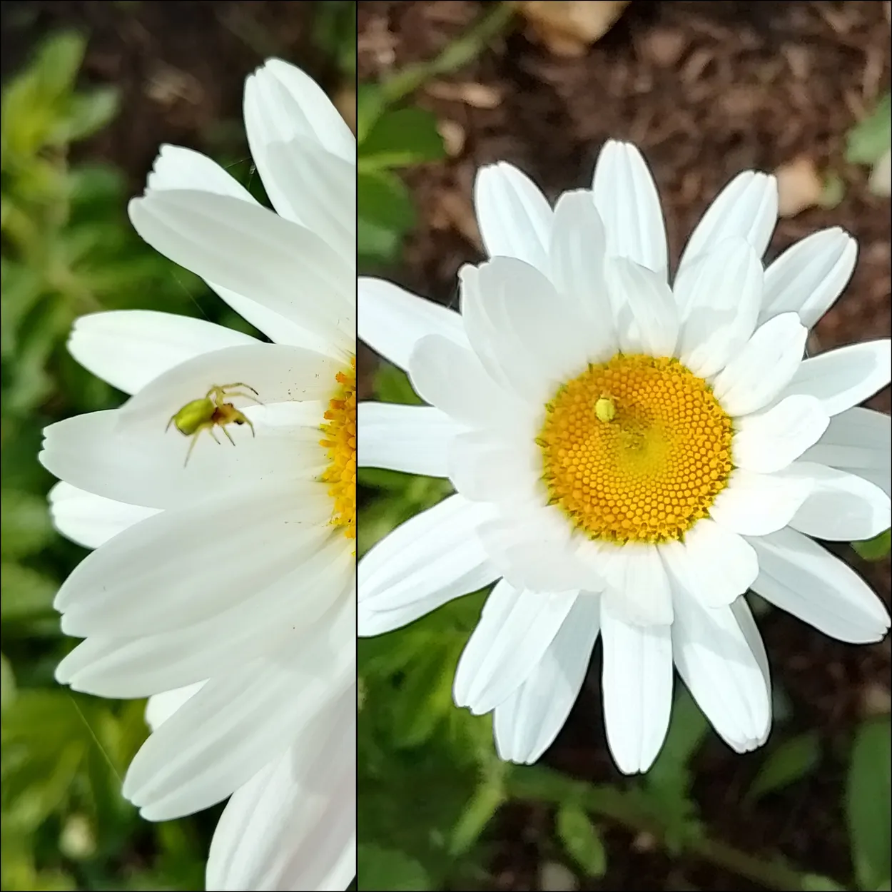 Daisy & Companion