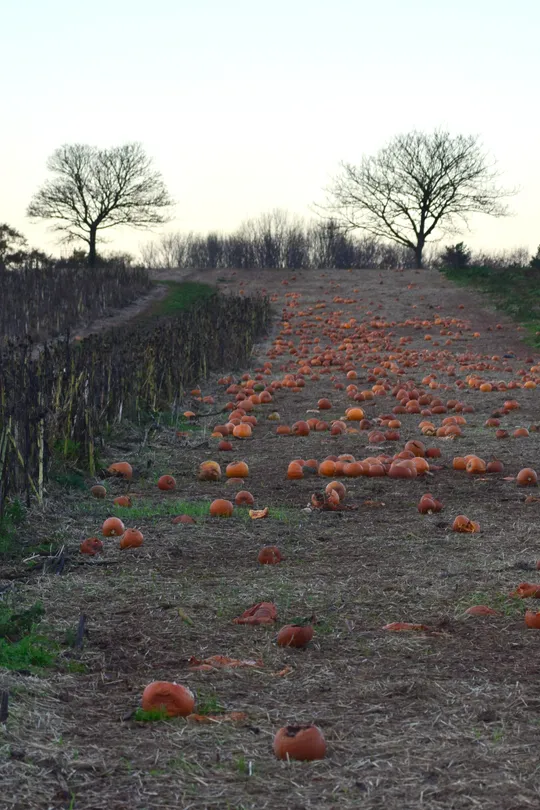 The pumpkins left behind