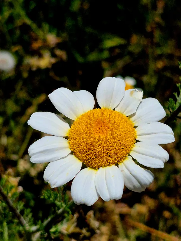 Beautiful Daisy