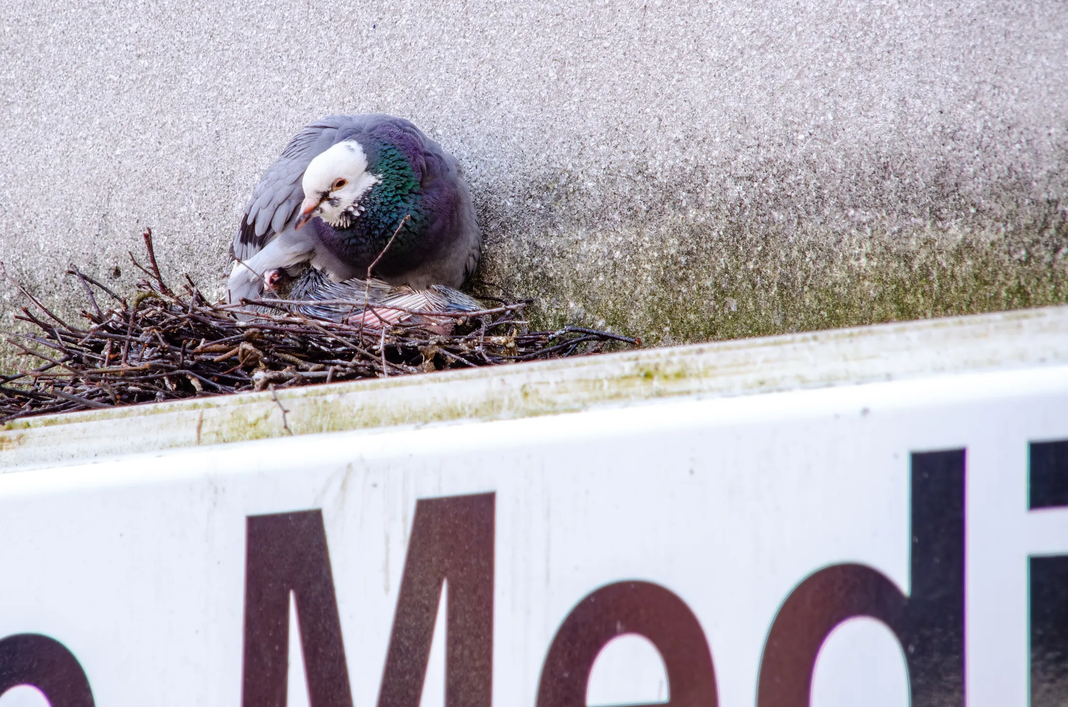Pidgeon nesting above a shop front sign