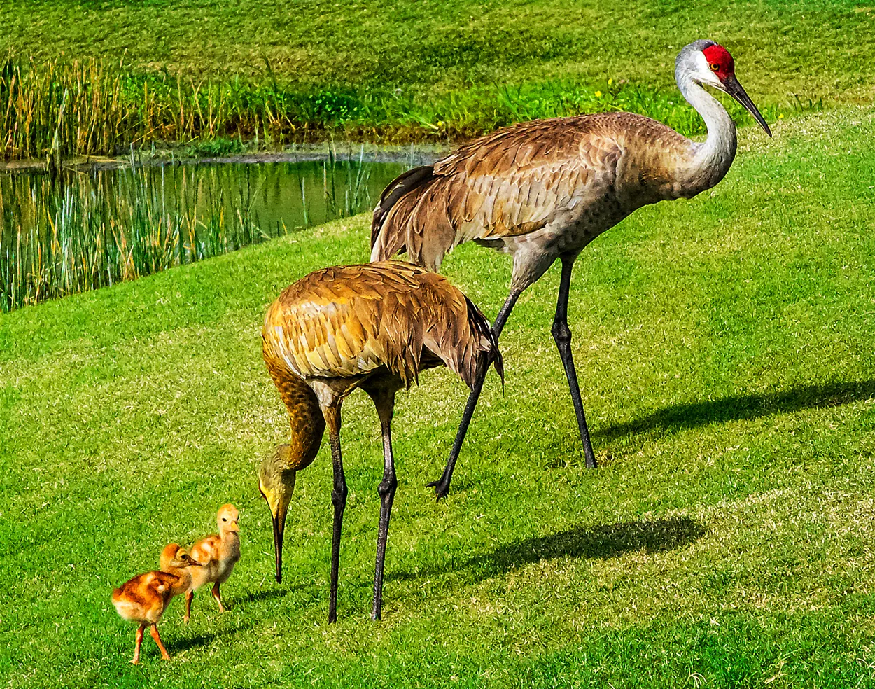 Sandhill Crane Family