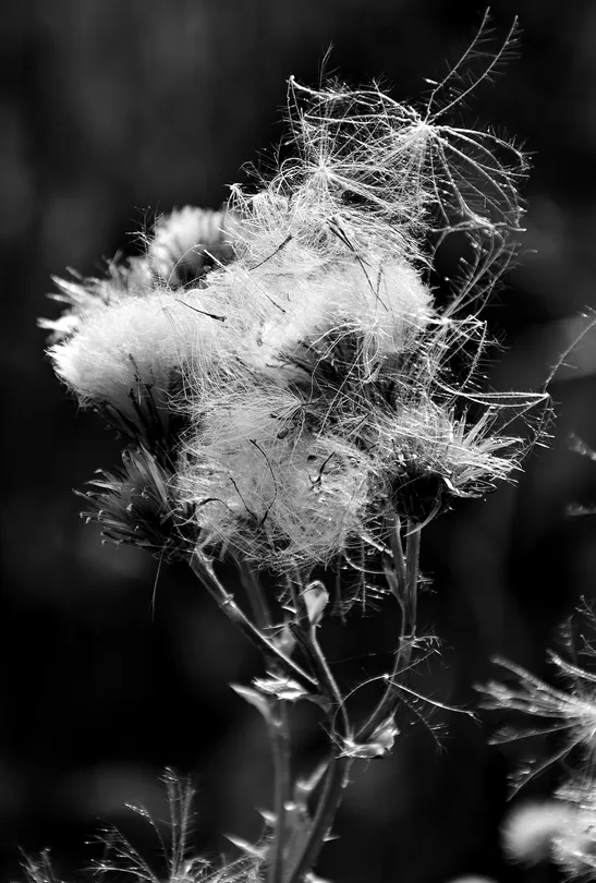 Natural Textures