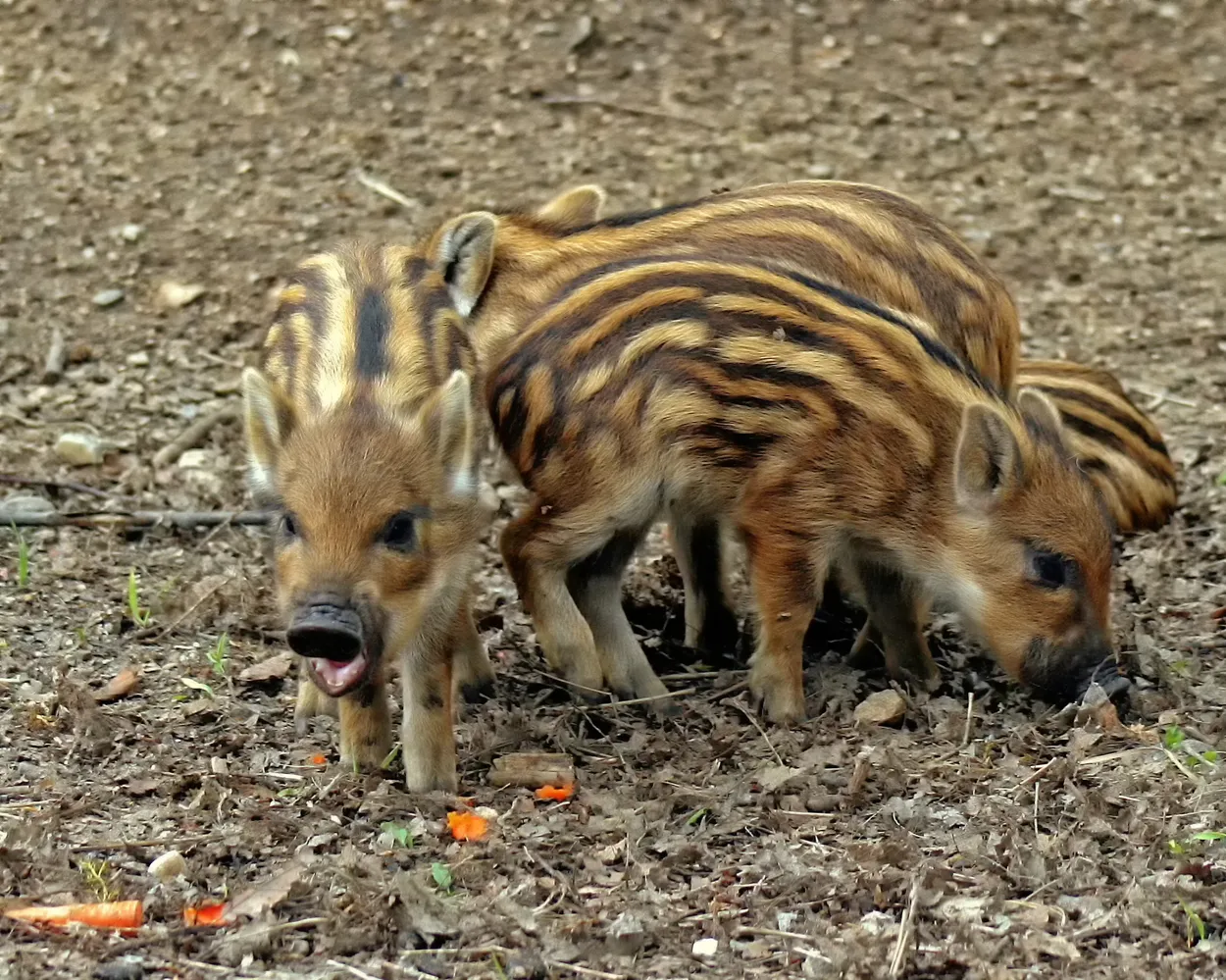 Wild Boar Piglets