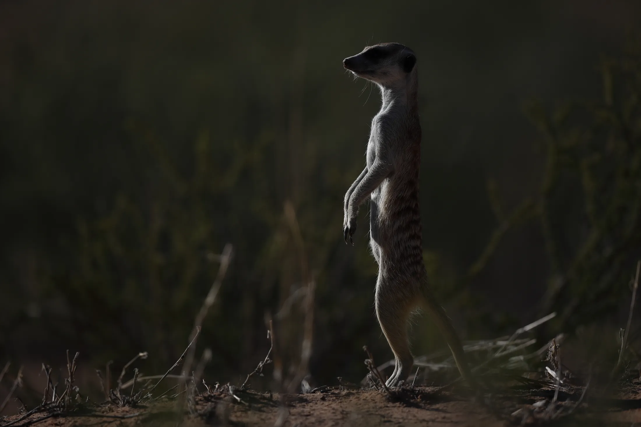 Meerkat, KTP