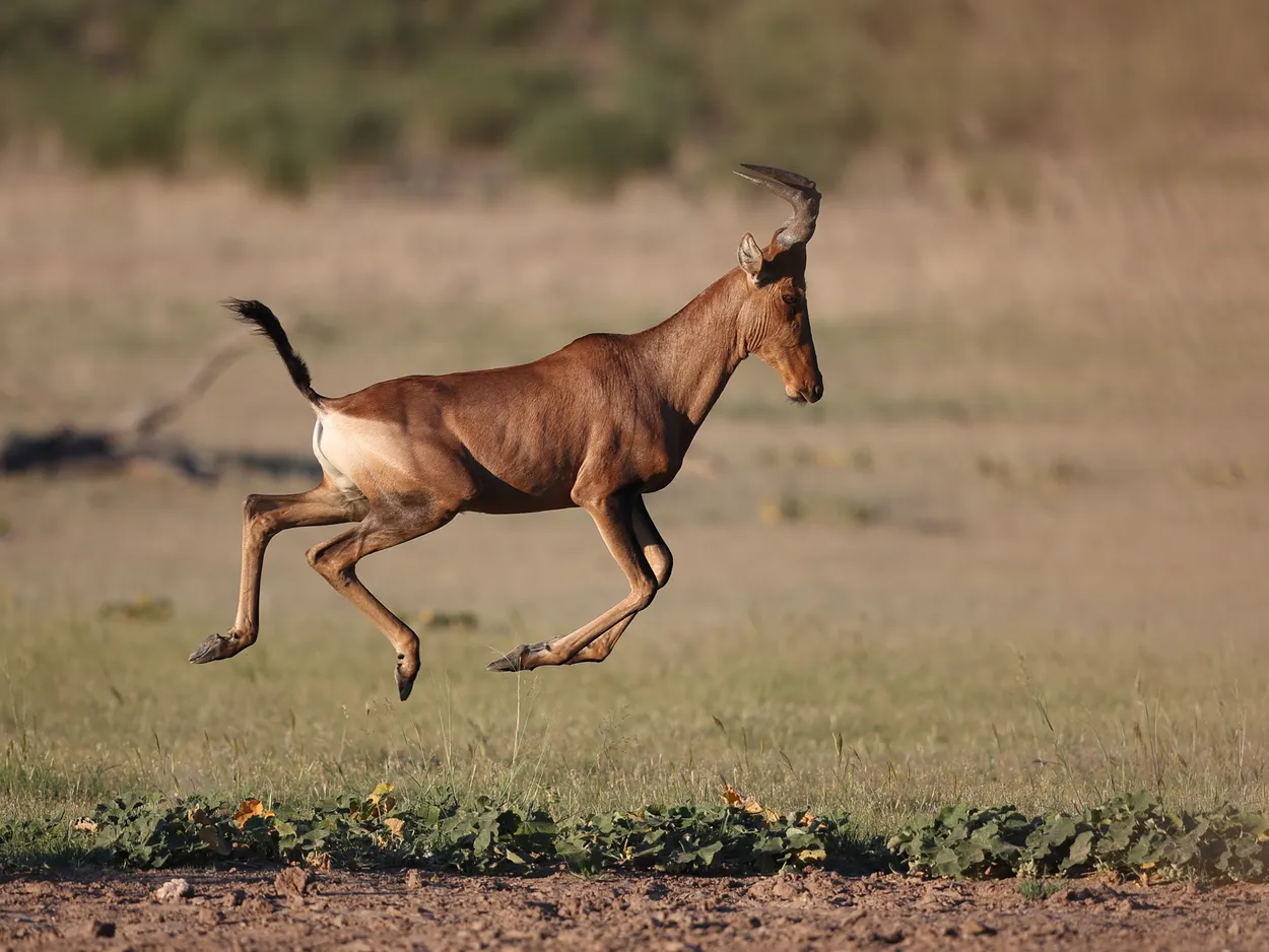Hartebeest running, KTP