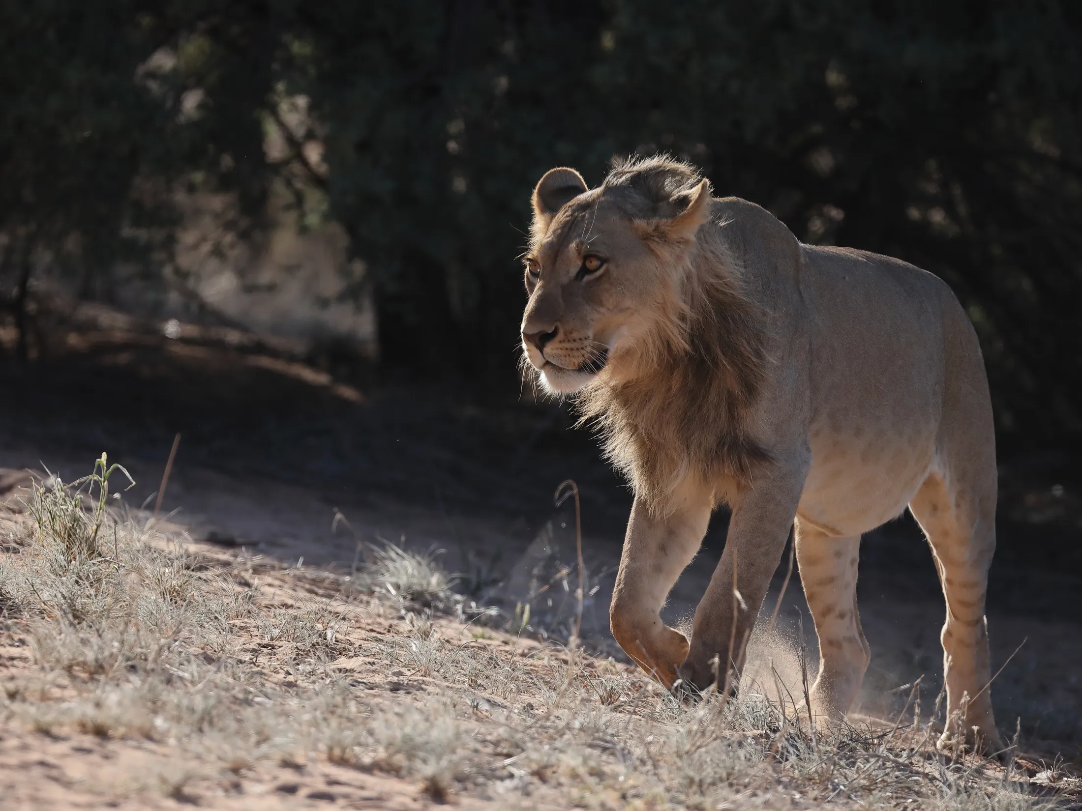 Male lion walking, KTP