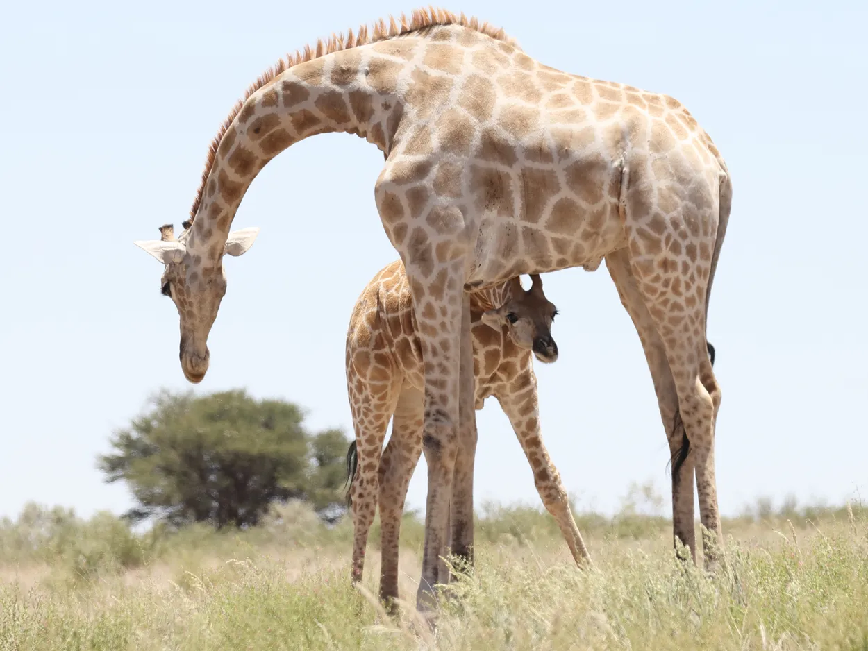 Giraffe and calf, KTP