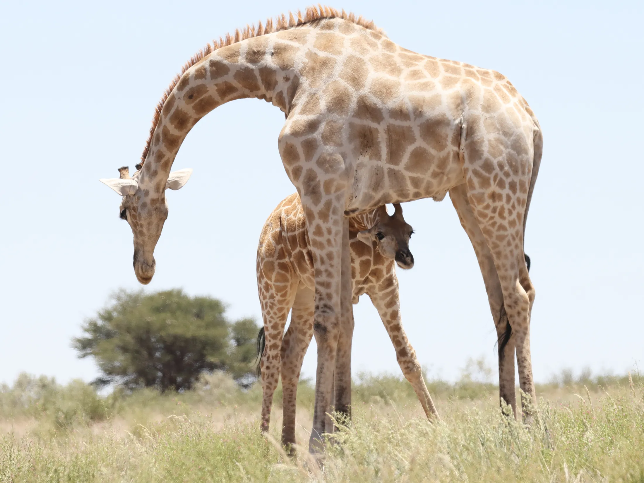 Giraffe and calf, KTP