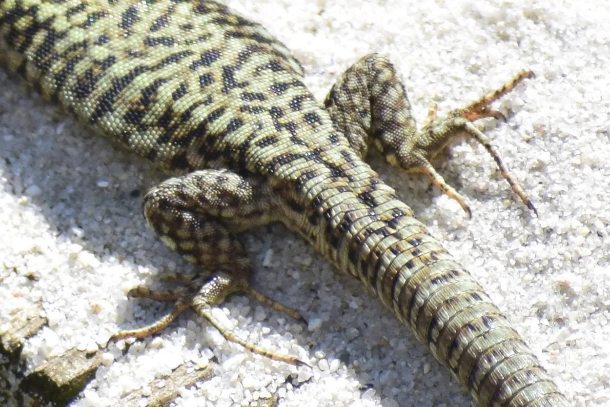 Lizard legs