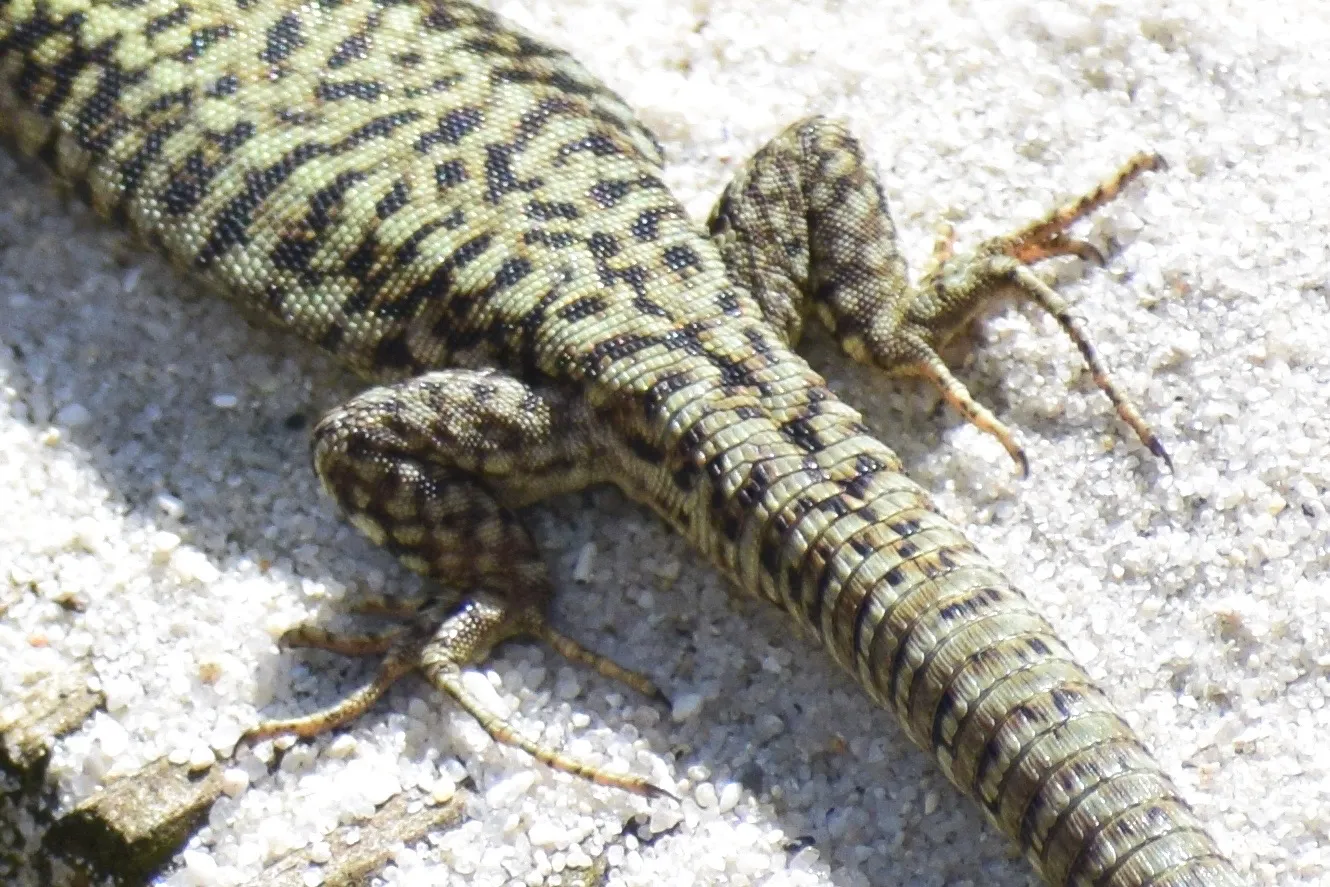 Lizard legs