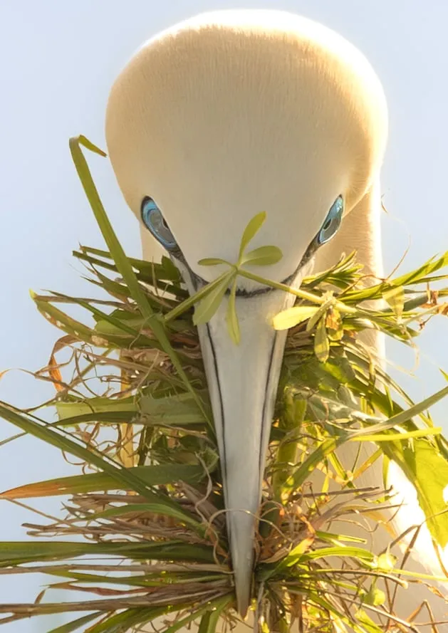 Gannet Stare