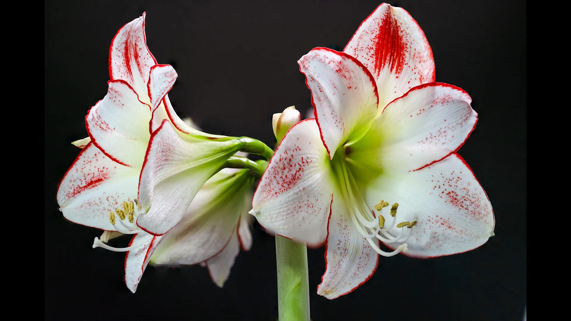 Orchid