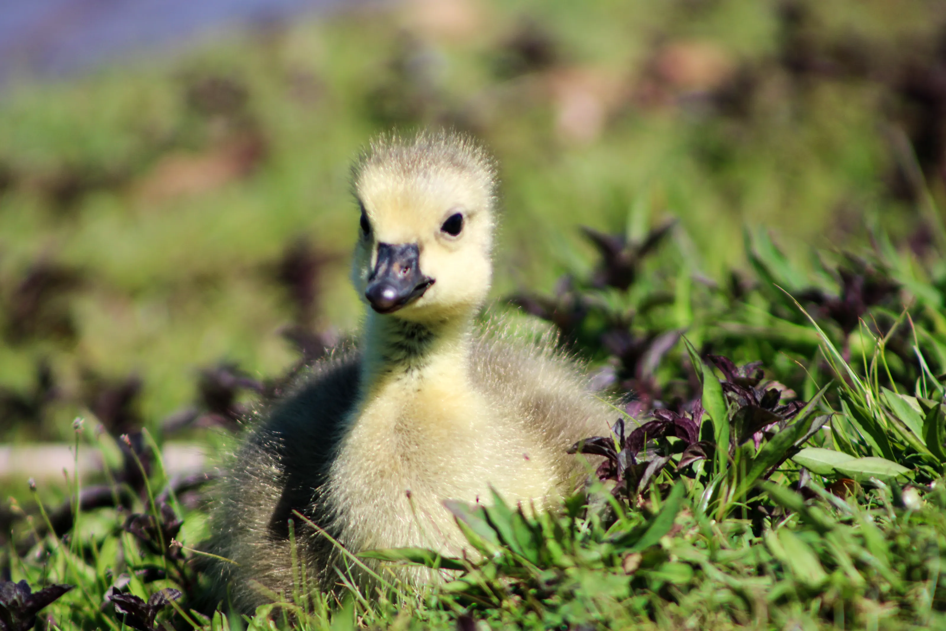 The Little Forager