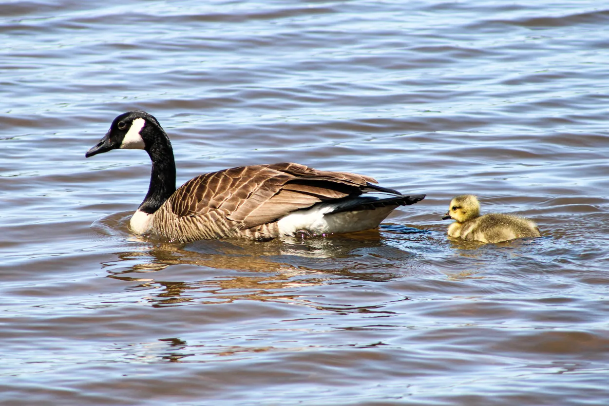 Ripples of Love