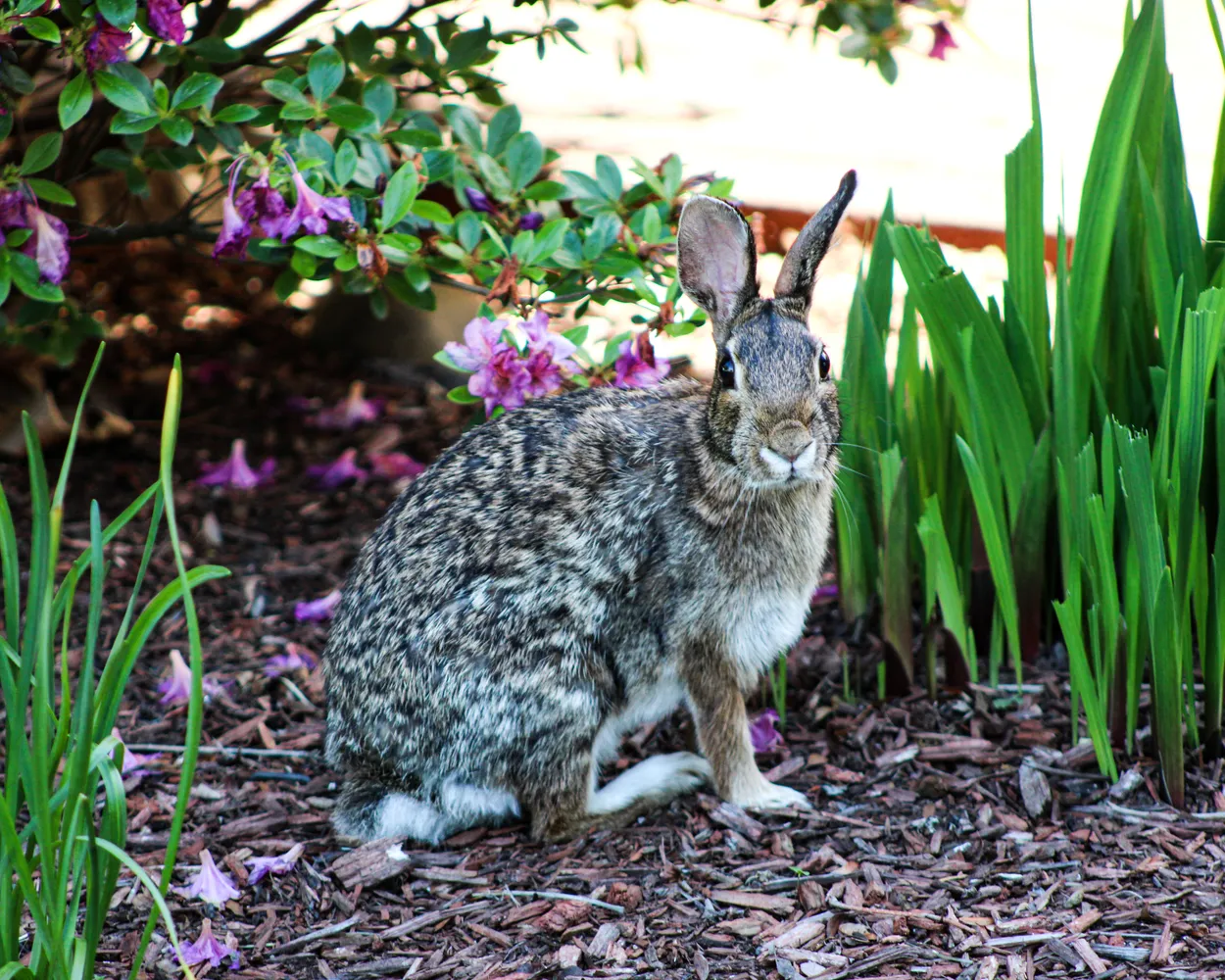 The Spring Time Sentinel