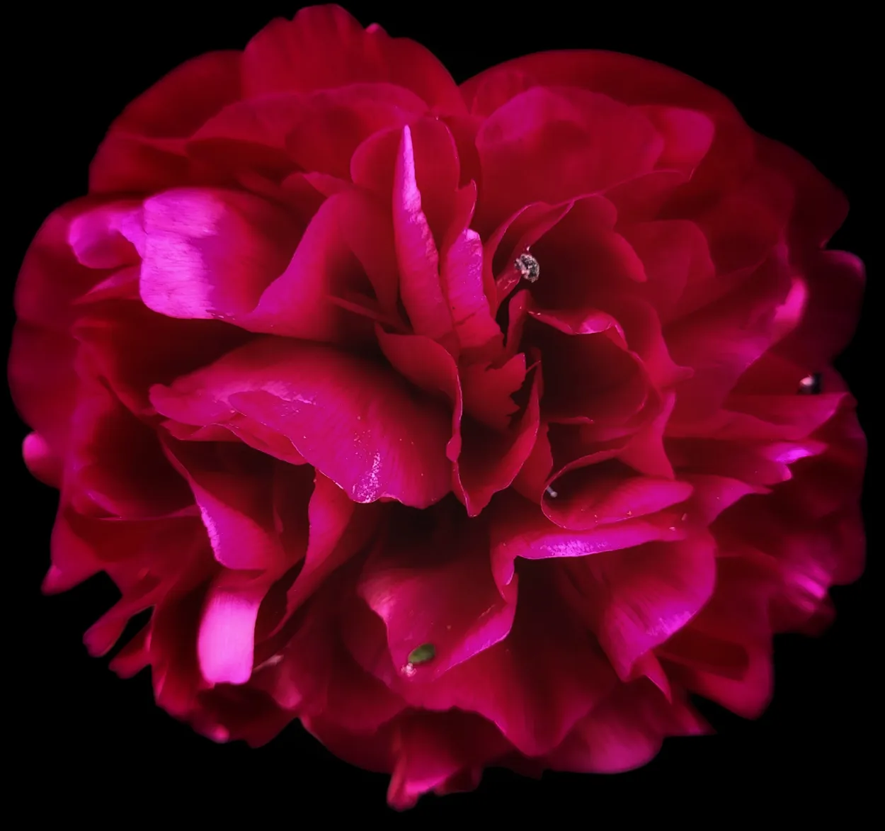Peony