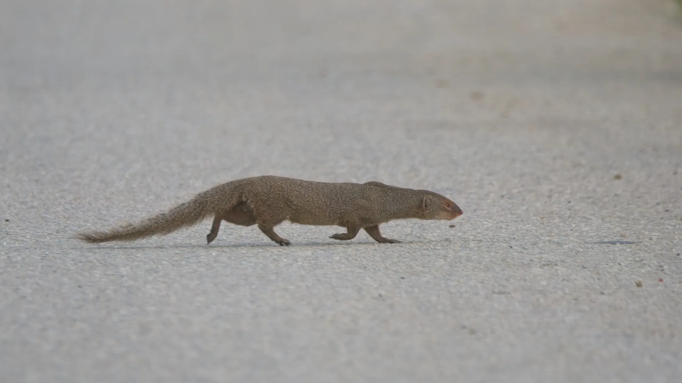 The Mongoose Motorway