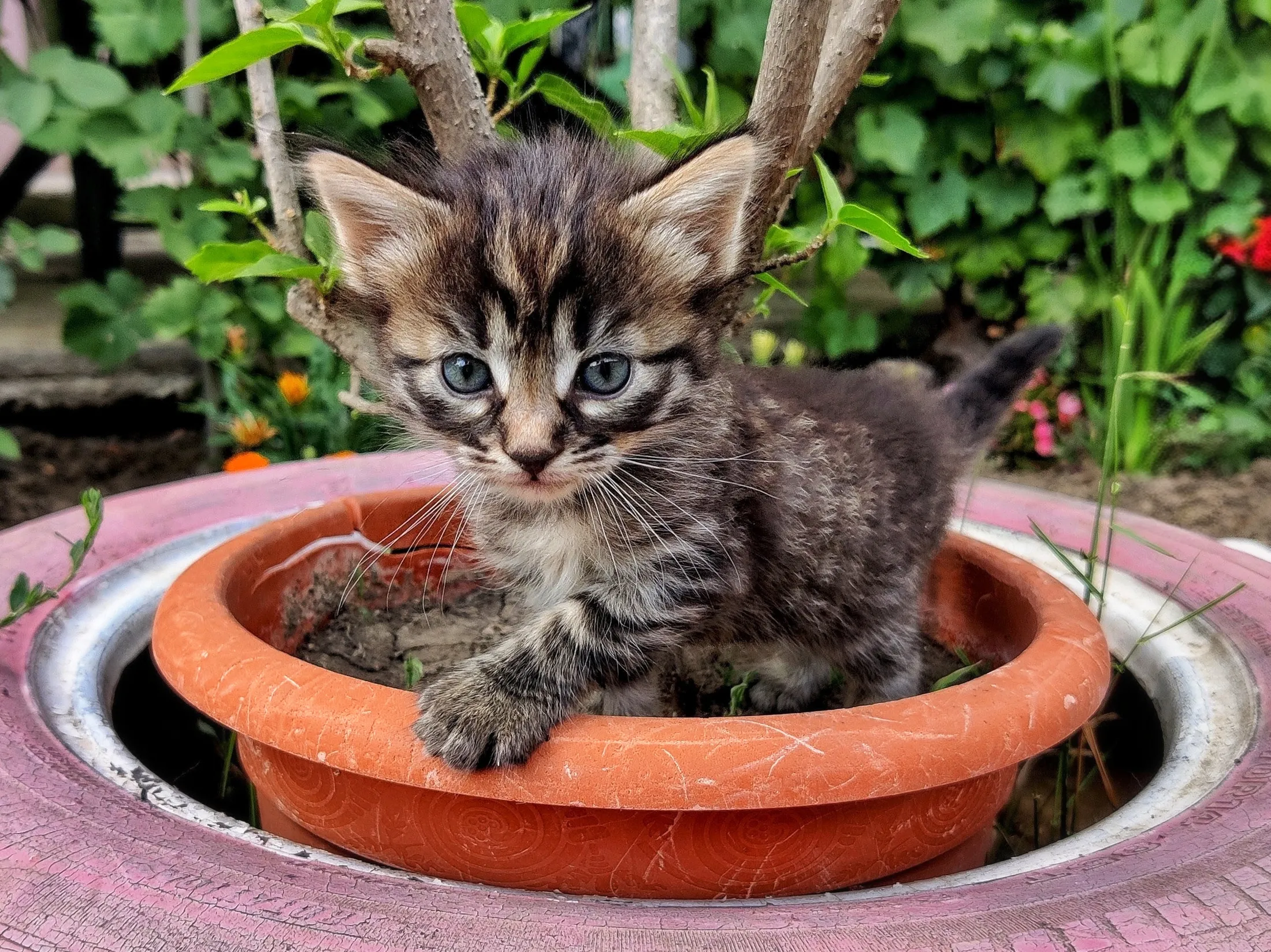 Baby Animals