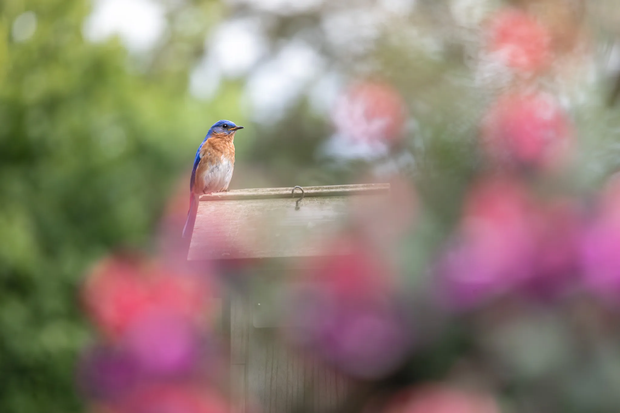 Bluebird & bokeh