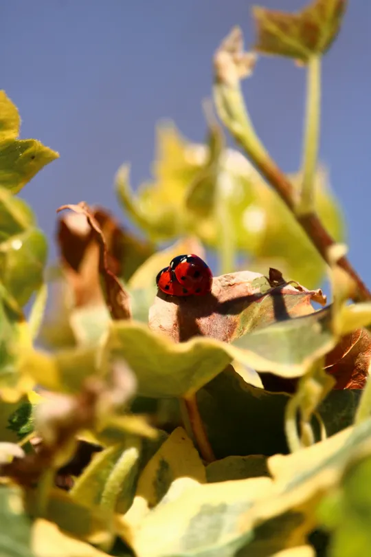 2 Ladybirds alone in leaves