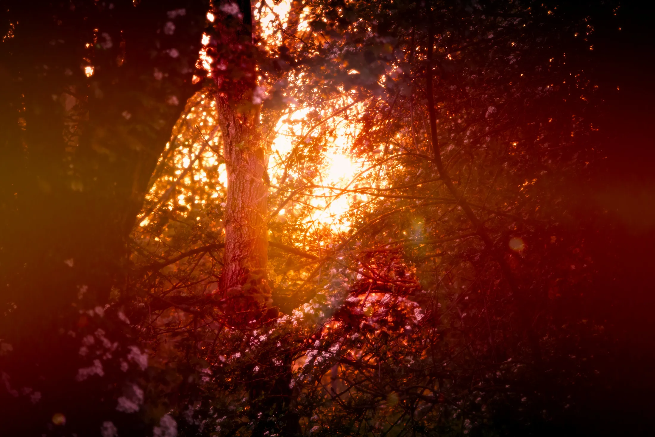Overwhelming Sun
