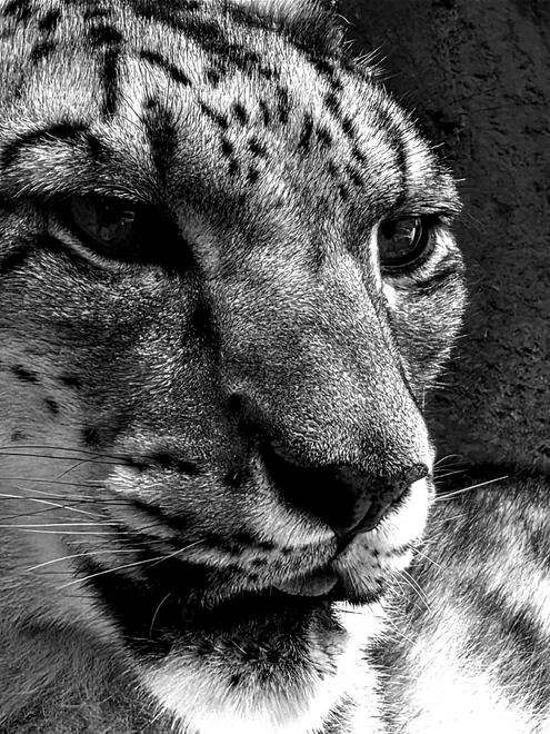 Ghost of the Wild