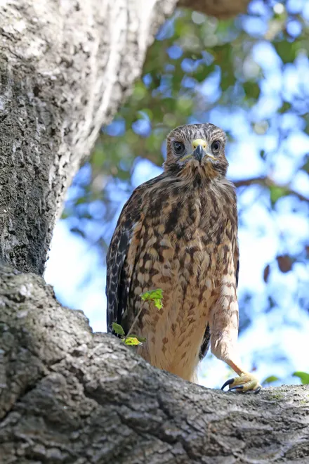 Hawk Fledgling Staring At Me