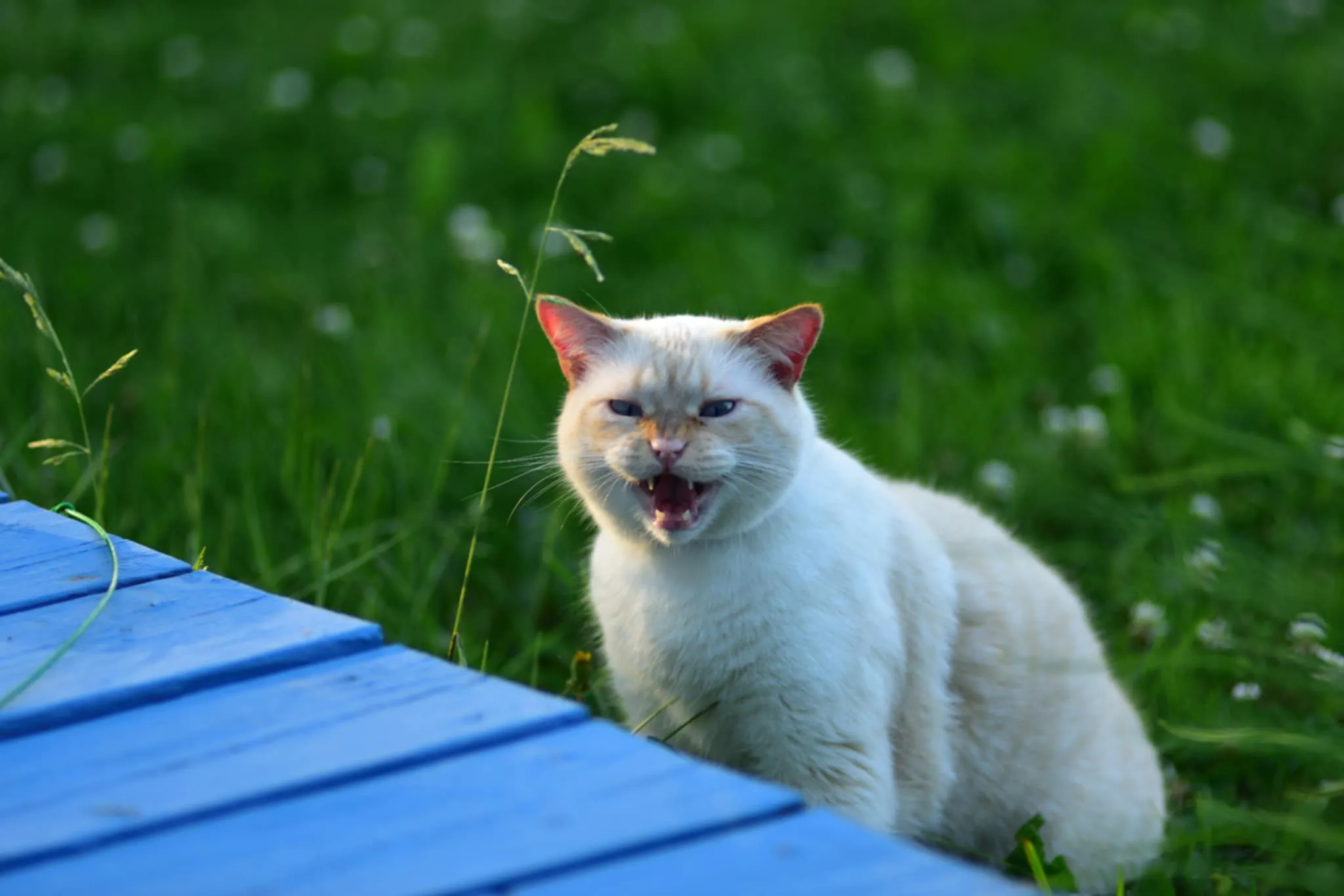 Flame point siamese