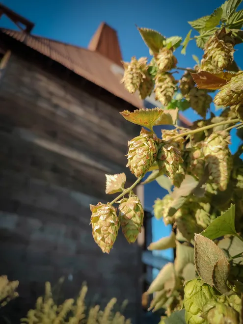 Hops